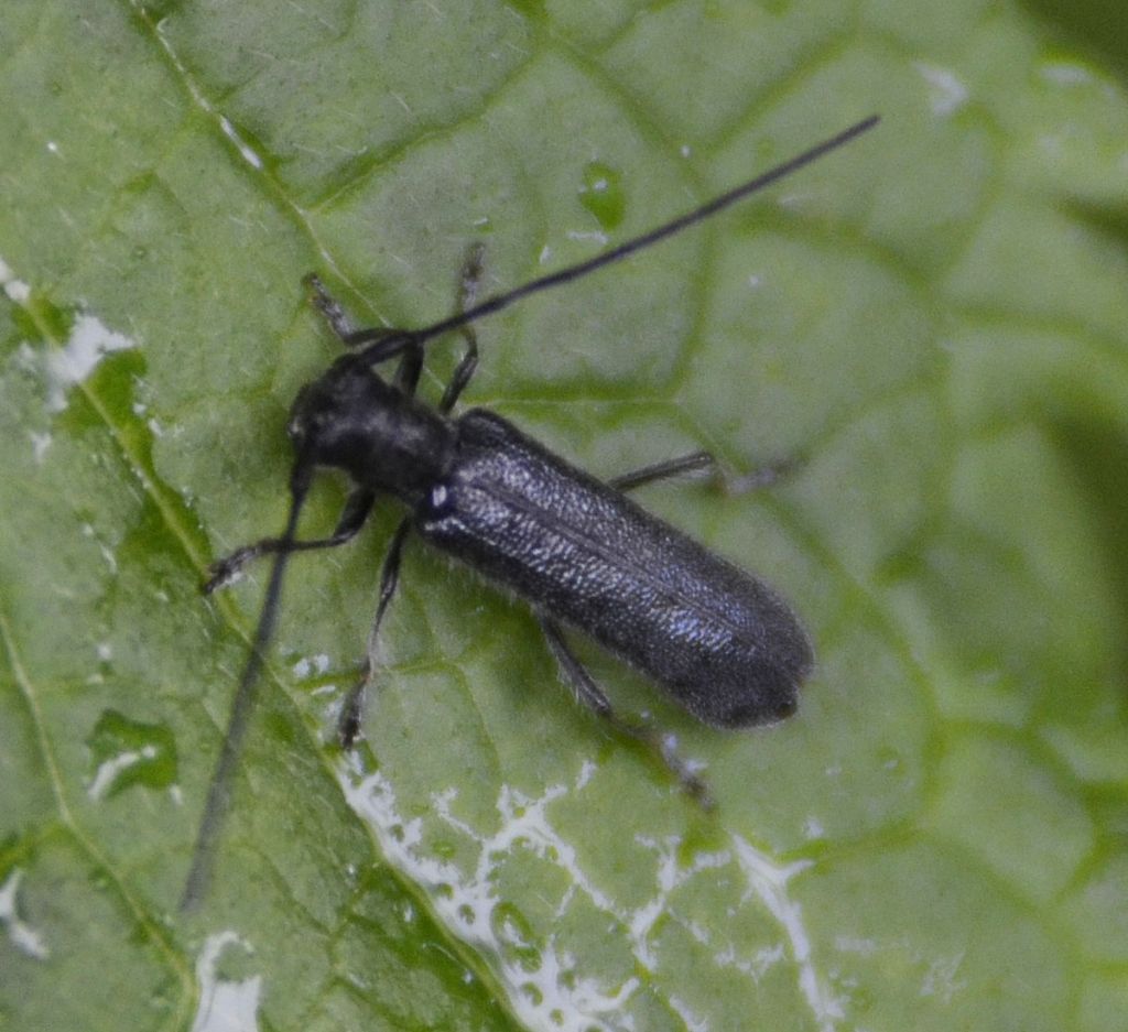 Cerambycidae: Stenostola dubia